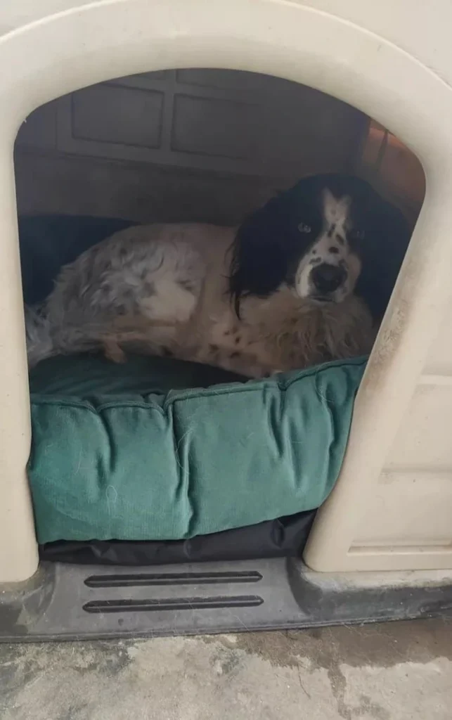 Feng Shui para los Perros
